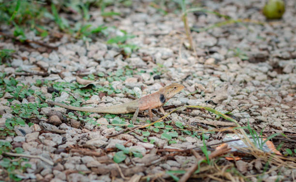 istock A chameleon perched on a branch. Chameleon to blend in with nature, perched on a branch. 1263104652