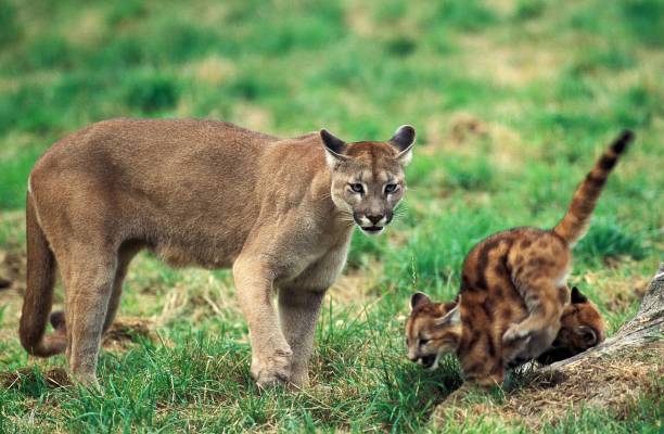 istock Cougar, puma concolor, Mother and Cub 1263104737