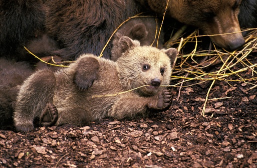 Brown Bear, ursus arctos, Mother and Cub