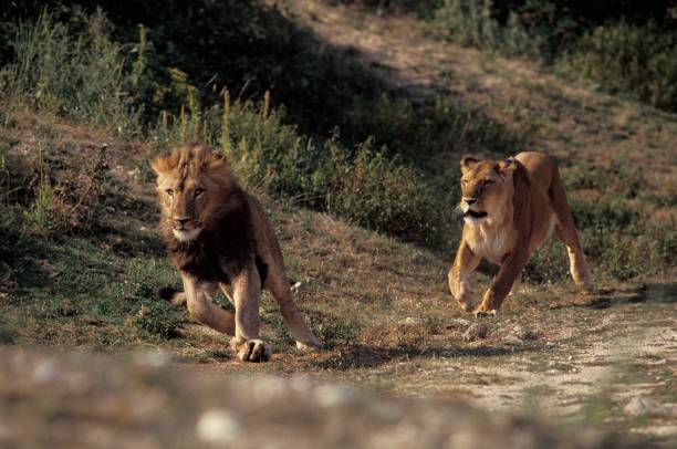 istock African Lion, panthera leo, Pair running 1263104798