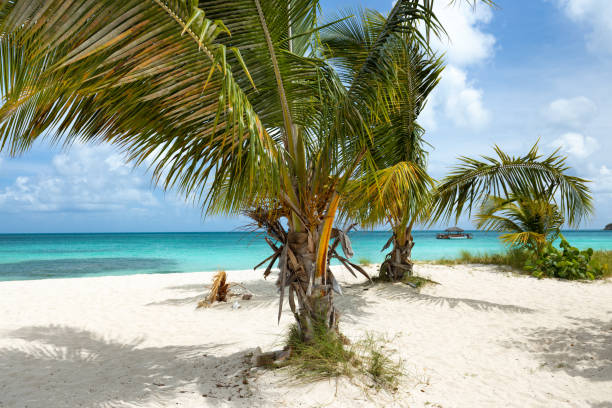 istock Palm trees on tropical beach, Dickenson Bay, Antigua 1263104866