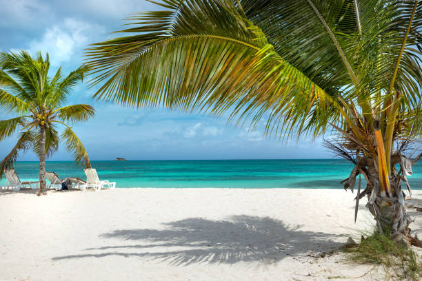 Palm trees on tropical beach, Dickenson Bay, Antigua
