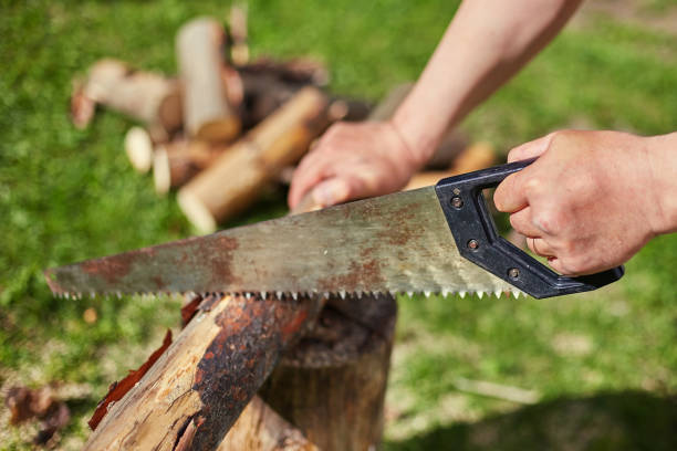 istock Sawing dry logs for firewood with a hand saw 1263104888