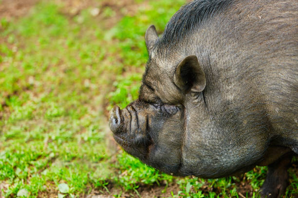 280+ Fat Ugly Pig Stock Photos, Pictures & Royalty-Free Images - iStock