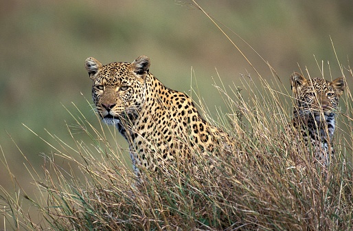 African Leopard Running at Wildlife for hunting