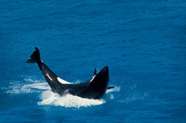 istock Killer Whale, orcinus orca, Adult breaching 1263104998