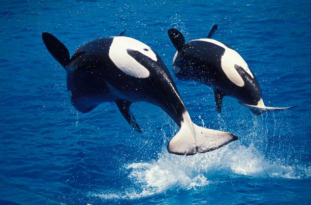 istock Killer Whale, orcinus orca, Mother and Calf breaching 1263105105