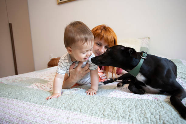 istock Our furry friend 1263105169