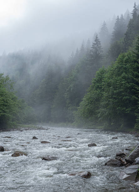 istock Mountain river on the background of a forest. 1263105451