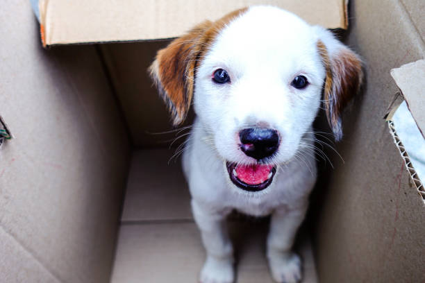 istock Cute Puppy in a box, Pets adoption concept. 1263105609