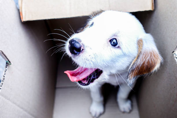 istock Cute Puppy in a box, Pets adoption concept. 1263105615