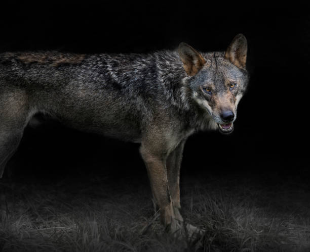 istock grey wolf canis lupus, in the night 1263105672