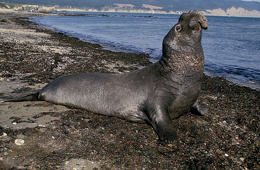 Southern Elephant Seal, mirounga leonina, Male laying on Beach, California