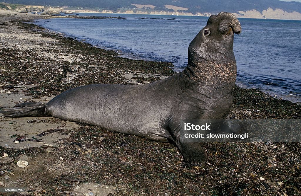 Southern Elephant Seal, mirounga leonina, Male laying on Beach, California Elephant Seal Stock Photo
