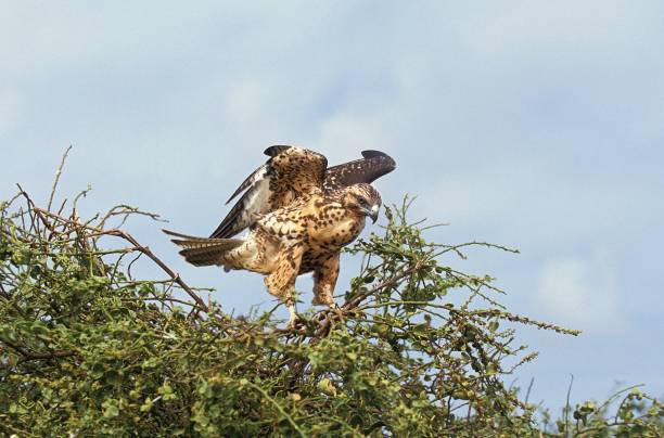 Galapagos Hawk, buteo galapagoensis, taking off Galapagos Hawk, buteo galapagoensis, taking off galapagos hawk stock pictures, royalty-free photos & images