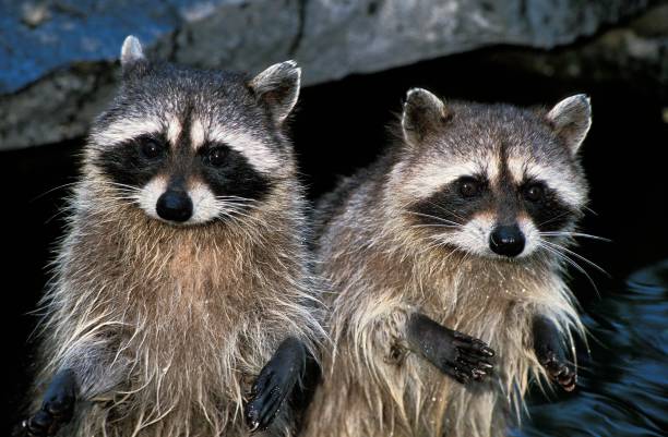 istock Raccoon, procyon lotor, Pair 1263105888