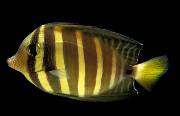 istock SAILFIN TANG zebrasoma veliferum 1263105924