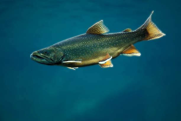 istock Brook Trout, salvelinus fontinalis 1263105947