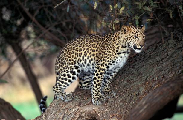 istock Leopard, panthera pardus, Adult standing in Tree, Namibia 1263105949