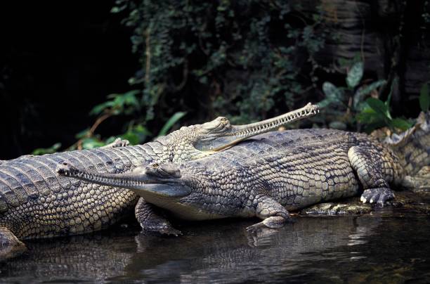 gavial or charial, gavialis gangeticus - gavial photos et images de collection