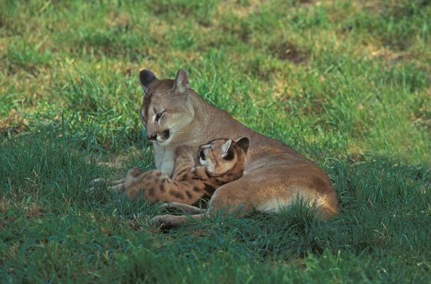 istock Cougar, puma concolor, Mother and Cub 1263106093