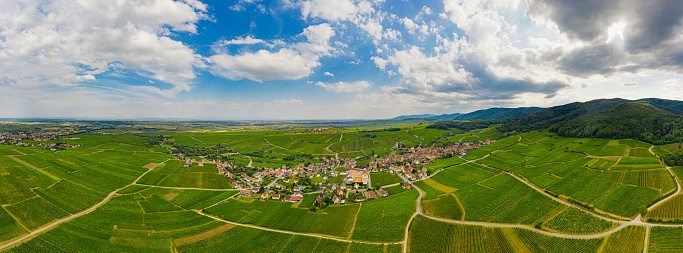 Vineyards in Hunawihr Alsace France