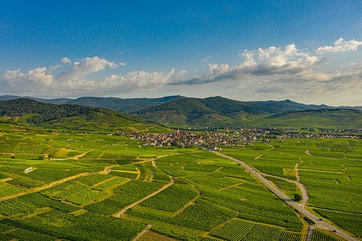 Vineyards in Ammerschwihr Alsace France