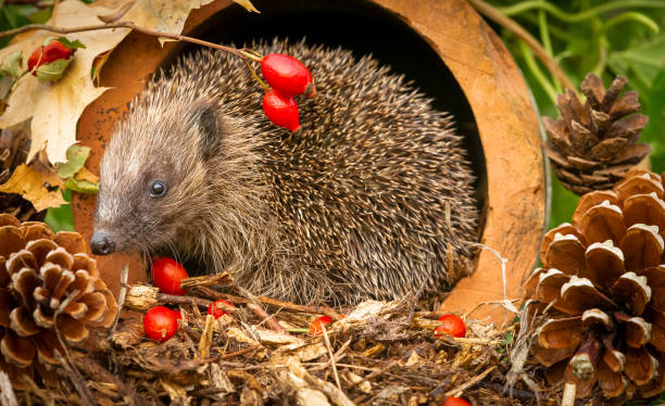 istock Hedgehog in Autumn with red rosehips and pine cones 1263106225