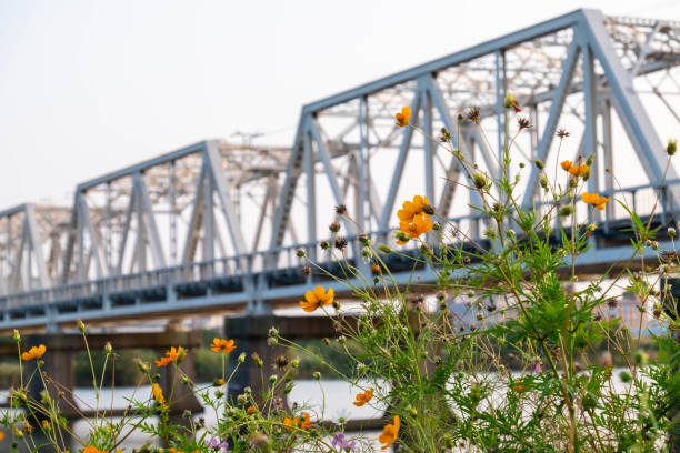 istock Train tracks and cosmos flowers 1263107303