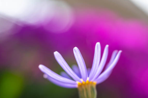 Bright violet asters on a blurred background. Autumn flowers close up. Abstract background for congratulations, cards, design. Flower beautiful wallpaper