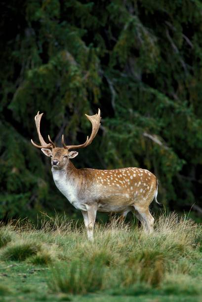 Fallow Deer, dama dama Fallow Deer, dama dama fallow deer photos stock pictures, royalty-free photos & images