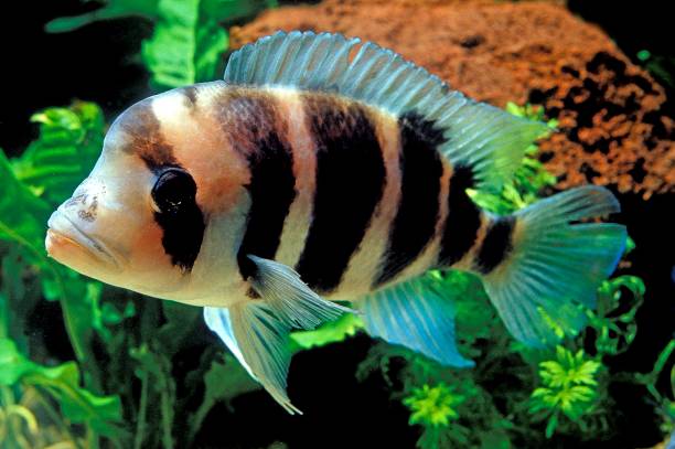 frontosa cichlid, cyphotilapia frontosa - cyphotilapia frontosa imagens e fotografias de stock