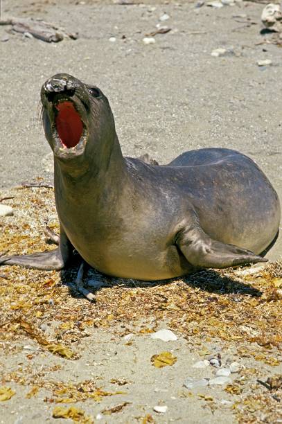 selo elefante do sul, mirounga leonina, chamada feminina, califórnia - animal elephant seal seal yawning - fotografias e filmes do acervo