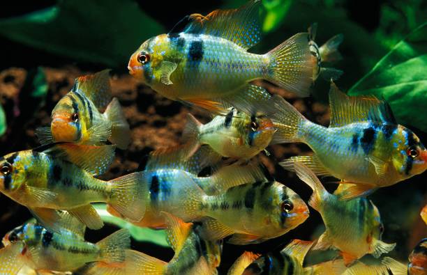 istock Blue German Ram, mikrogeophagus ramirezi 1263107594