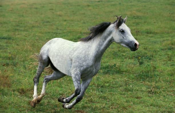 istock Shagya Horse, Adult Galloping 1263107633