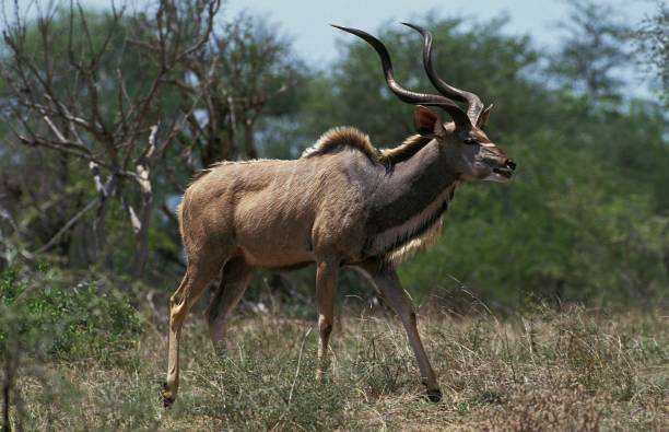 istock Greater Kudu, tragelaphus strepsiceros, Male, Kenya 1263107665