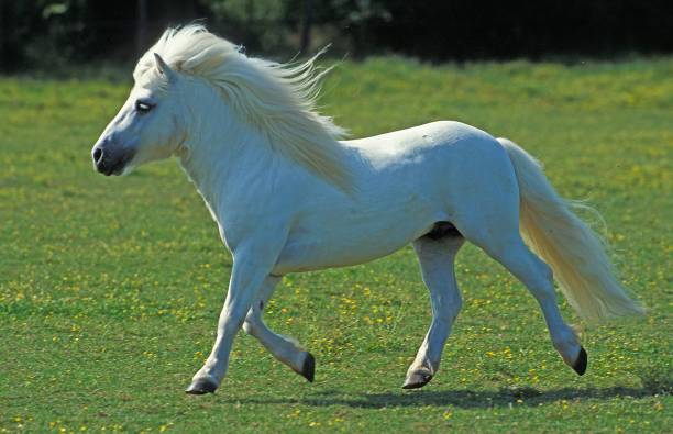 istock White Shetland Pony Trotting 1263107669