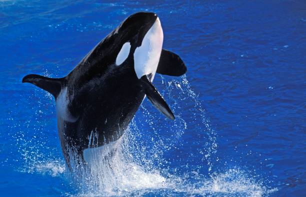 istock Killer Whale, orcinus orca, Adult breaching 1263107679