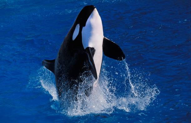 istock Killer Whale, orcinus orca, Adult breaching 1263107866