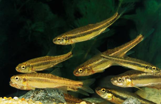 Minnow, phoxinus phoxinus Minnow, phoxinus phoxinus minnow fish photos stock pictures, royalty-free photos & images