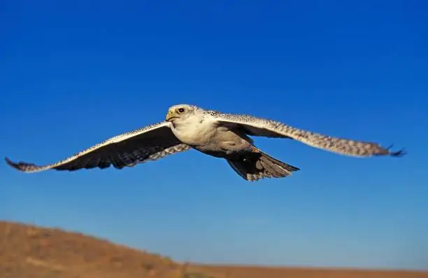 Gyrfalcon, falco rusticolus, Adult in Flight, Canada