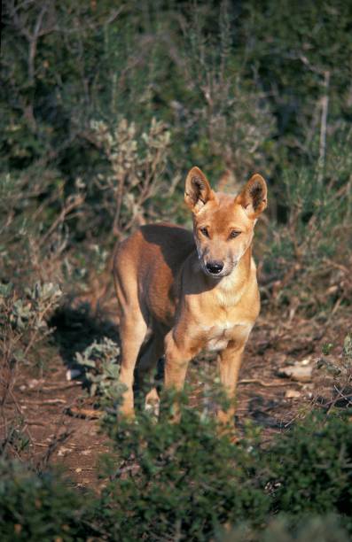 istock Dingo, canis familiaris dingo, Australia 1263107976