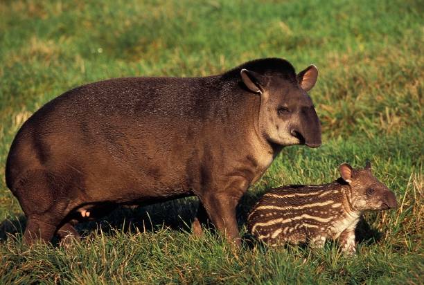 tiefland tapir, tapirus terrestris, weiblich mit kalb - tapir stock-fotos und bilder