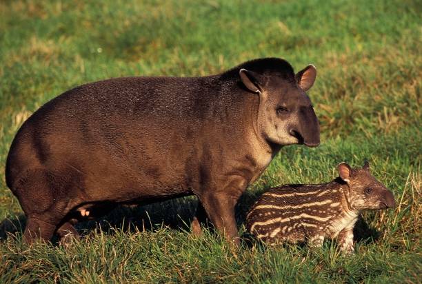 lowland tapir, tapirus terrestris, hembra con becerro - tapir fotografías e imágenes de stock