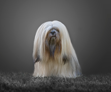 Lhasa apso with long hair sitting with gray background