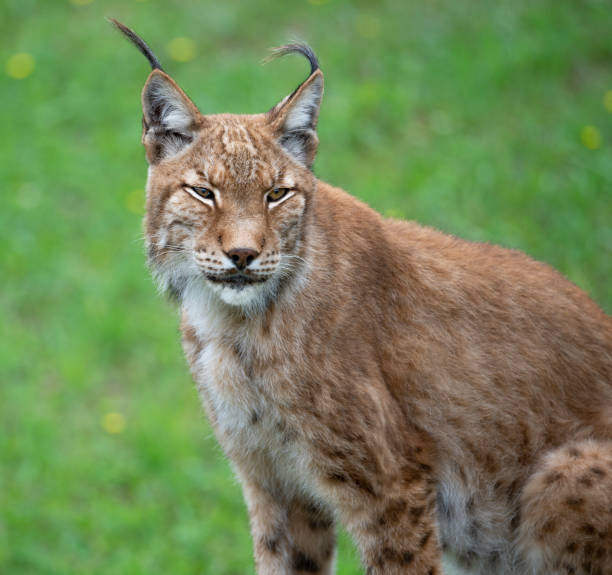 istock lynx sitting in the green grass 1263108064