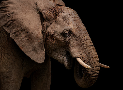 Closeup of the detail of an Asian elephants eye and ear - Thailand