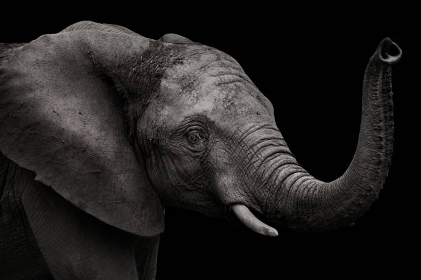 elephant head in profile in black and white with black background elephant head in profile in black and white with black background animal trunk photos stock pictures, royalty-free photos & images
