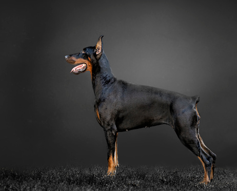 Black doberman in profile and standing with gray background