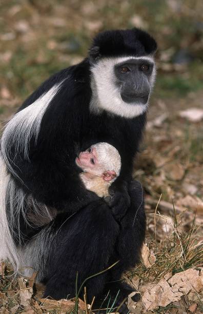 black and white colombus monkey, colobus guereza, mother and young - colobo preto e branco oriental imagens e fotografias de stock
